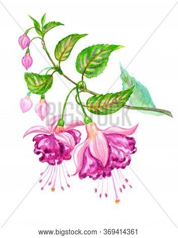 Blooming Fuchsia, Watercolor Illustration On A White Background, Isolated. Hand Drawing Of A Indoor 