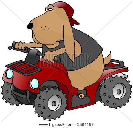 ATV-koira