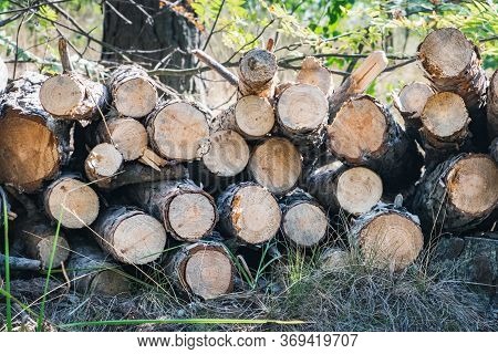 Pile Of Pine Wood Logs, Wooden Trunk Tree Stack, Industrial Lumber Firewood Lying Down On Ground In 