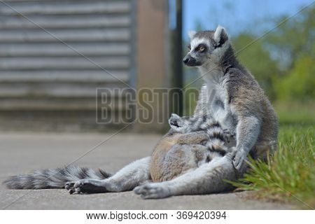 Two Members Of A Lemur Family, The Mother And Baby, Relax Out In The Sun.