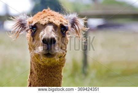 Brown Alpaca Head Shot Front View Close Up On Green Background. Farming In Sonoma County California.