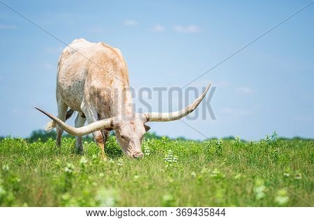 Texas Longhorn Grazing In The Grass On The Pasture. Blue Sky Background With Copy Space.