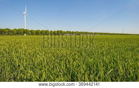 Green Wheat In An Agricultural Field In The Countruside In Sunlight Below A Blue Sky In Spring