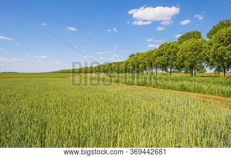 Green Wheat In An Agricultural Field In The Countruside In Sunlight Below A Blue Sky In Spring