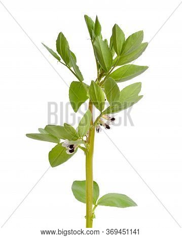 Vicia Faba Broad Bean, Fava Bean, Or Faba Bean, Cover Crop Horse Bean. Flowers Isolated