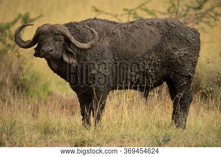 Cape Buffalo Stands Caked In Mud Eyeing Camera