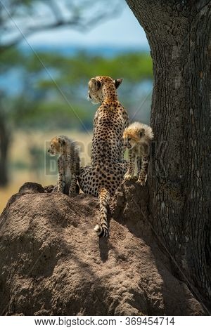 Cheetah And Cubs Sit On Termite Mound