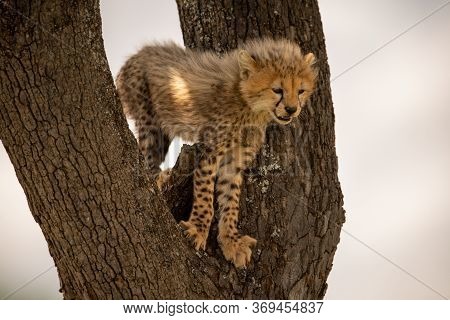 Cheetah Cub Standing In Fork Of Tree