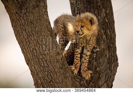 Cheetah Cub Stands In Fork Of Tree
