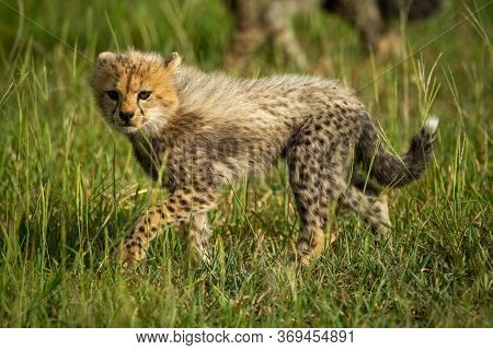 Cheetah Cub Walks Through Grass In Sun