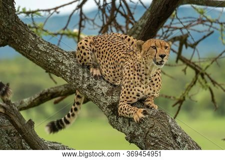 Cheetah Lies On Diagonal Branch In Savannah