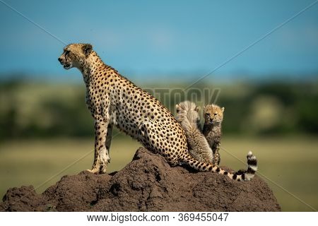 Cheetah On Termite Mound With Two Cubs
