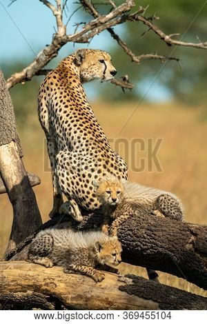 Cheetah Sits On Dead Log With Cubs