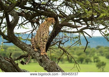 Cheetah Sits On Diagonal Branch Watching Savannah