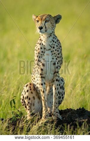 Cheetah Sits On Termite Mound On Grass
