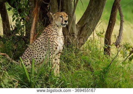 Cheetah Sits Under Tree In Long Grass