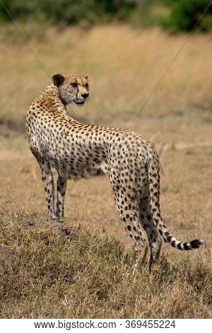 Cheetah Stands On Grassy Mound Looking Back