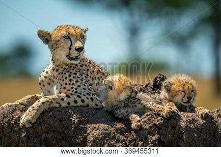 Cheetah With Cubs Lying On Termite Mound