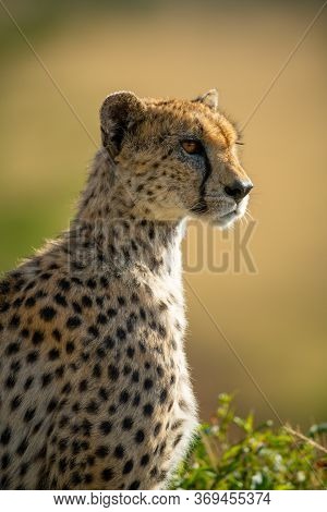 Close-up Of Backlit Cheetah Sitting In Profile