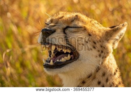 Close-up Of Backlit Cheetah Yawning In Grass