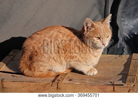 The A Young Ginger Tabby Kitten Looks Wistfully Into The Distance In Northern Italy