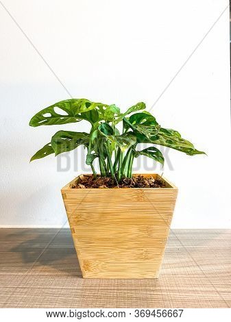 Monstera Obliqua In The Wooden Tree Pot