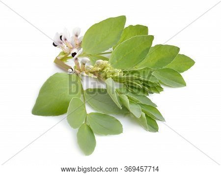 Vicia Faba Broad Bean, Fava Bean, Or Faba Bean, Cover Crop Horse Bean. Flowers Isolated