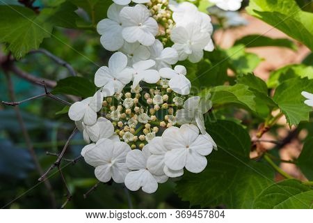 Kalina Flowers. Viburnum Opulus In Russia The Viburnum Fruit Is Called Kalina Viburnum And Is Consid