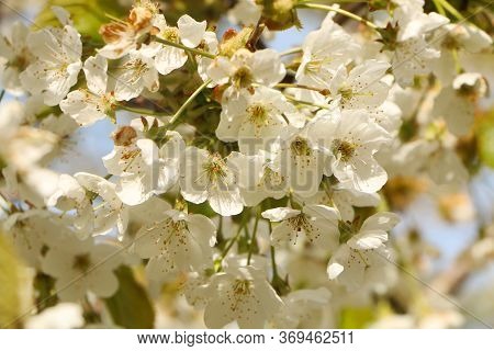 Concept - A Beautiful Cherry Flower. Cherry Blossoms, With A Branch On A Blue Background For The Spr