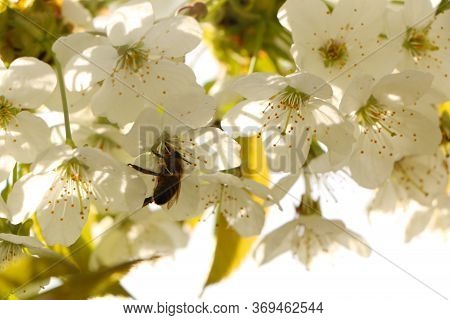 Concept - A Beautiful Cherry Flower. Cherry Blossoms, With A Branch On A Blue Background For The Spr