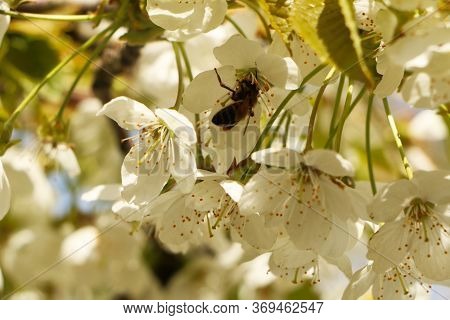 Concept - A Beautiful Cherry Flower. Cherry Blossoms, With A Branch On A Blue Background For The Spr