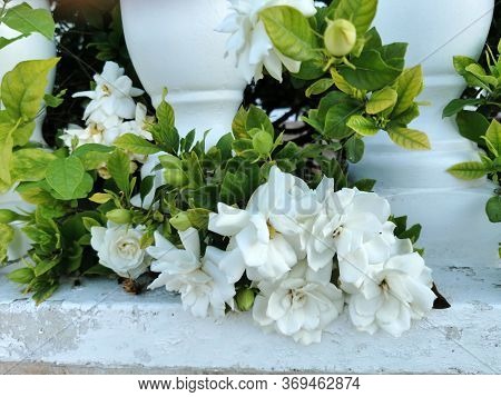 Ballustrade In White Oleander Flowers Bushes Mediterranean Flora