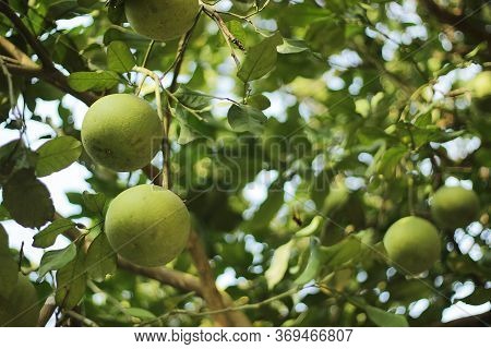 Lovely Green Pomelo Fruits On The Tree With Green Background