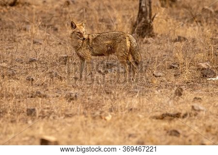 Indian Jackal Or Canis Aureus Indicus Subspecies Of Golden Jackal At Keoladeo National Park Or Bhara