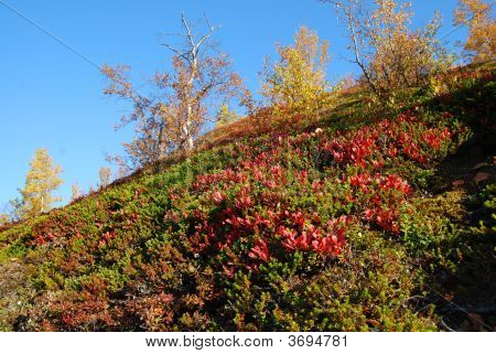Paesaggio autunnale In Svezia