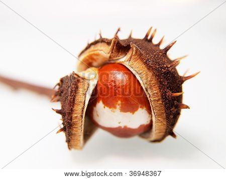 Singola castagna sta svolgendo, isolato verso sfondo bianco