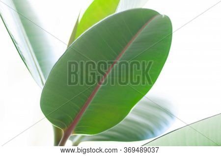 Rubber Figs Big Smooth Green Leaf Of Ficus Elastica. Botanical Macrophotography For Illustration Of 