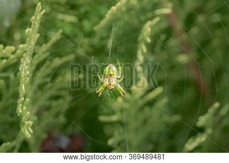 Cucumber Green Spider, Araniella Cucurbitina, Camouflaged On Its Web Between Branches