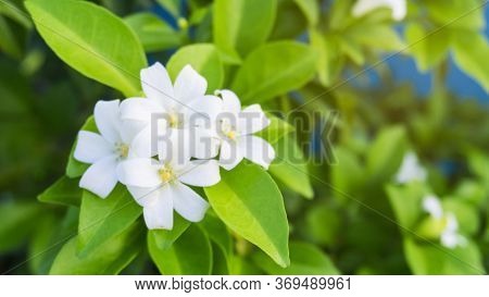 Prettyl White Fresh Pitals Of Orange Jessamine On Green Leaf Background Under Sunlight, Tropical Pla