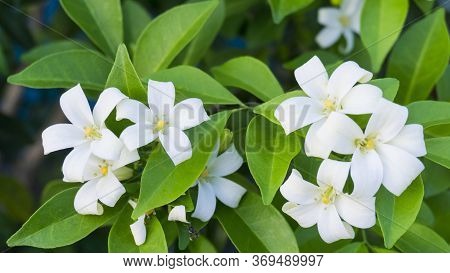 Prettyl White Fresh Pitals Of Orange Jessamine On Green Leaf Background, Tropical Plant In Other Nam
