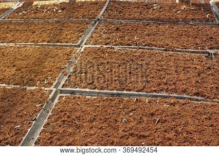 Planting The Sprout Sunflower Seedling On Nutrition Soil In Organic Vegetable Farm , The Orange Mixe