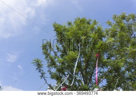 Sliver Oak Tree With White And Red Ribbon Bow On Clear Blue Sky And Smooth Fluffy Clouds Background