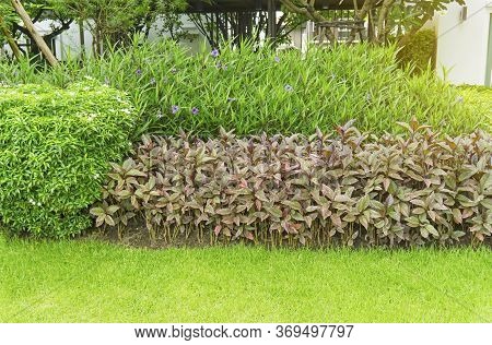 Beautiful Landscape Of Purple Color Britton's Wild Petunia Or Mexican Bluebell, Gerdenia Crape Jasmi