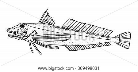 Tub Gurnard. Black Hand Drawn Realistic Outline Vector Image.