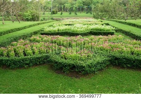 Pattern Of English Formal Garden Style,fukien Tea Cutted Around Purple And White Wishbone Flower