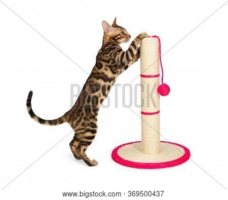 Cute 4 Month Old Bengal Kitten Sharpening Claws On Scratching Post. Black Spotted Tabby Bengal Kitte