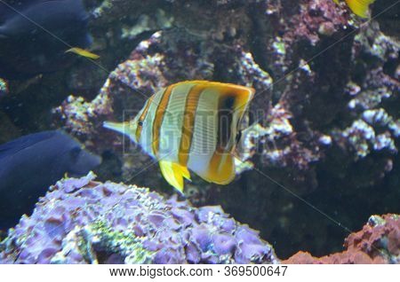 The Tropical Fish In Aquarium, Berlin (germany