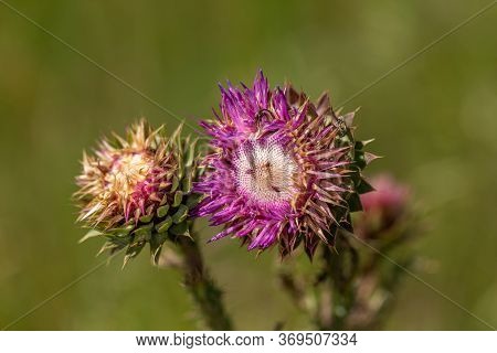 Milk Thistle. Blessed Thistle Flowers, Close-up. Silybum Marianum Herbal Medicine, Thistle Of Saint
