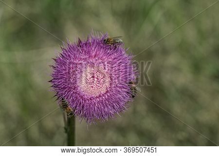 Milk Thistle. Blessed Thistle Flowers, Close-up. Silybum Marianum Herbal Medicine, Thistle Of Saint