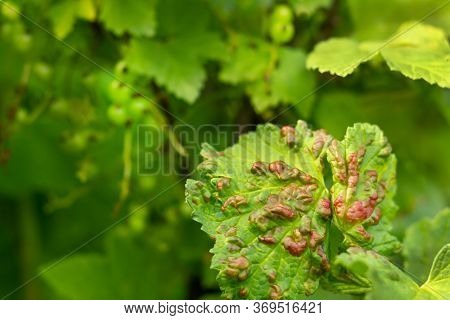 Disease Of Red And White Currants, Infection With Gallic Aphids Anthracnose. Brown Blisters On Green